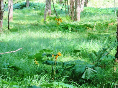 13・コウリンカ