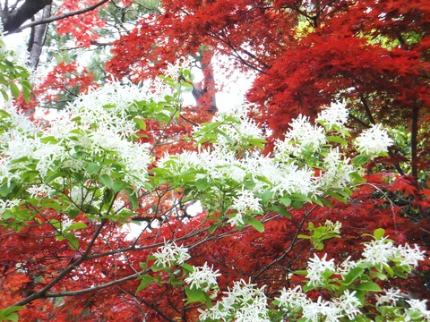 �����Ǥ���ˡɤʤ󤸤��󤸤��