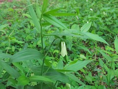 ��ۥ����㥯����