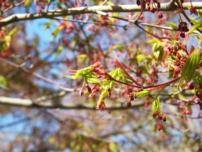 ¤³¤ì¤«¤é¥â¥ß¥¸¤Î²Ö¤¬Ëþ³«¤ò·Þ¤¨¤ë