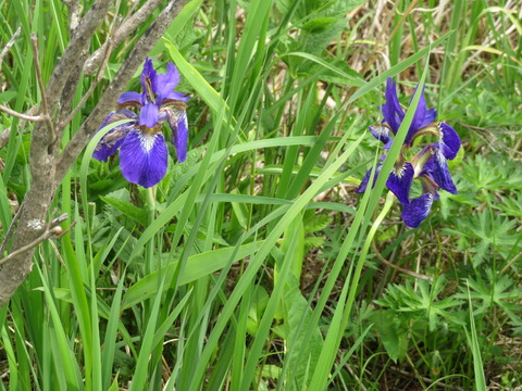 ���裴���ϤǸ��Ĥ��������