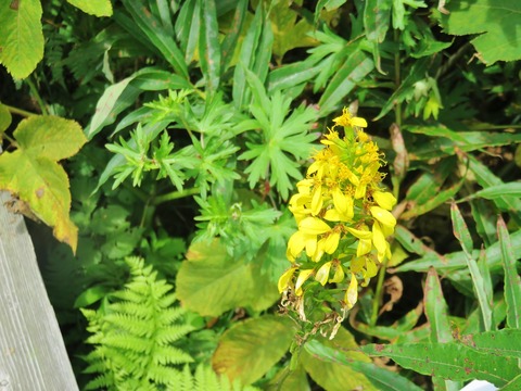 14�������ʥ᥿���饳��