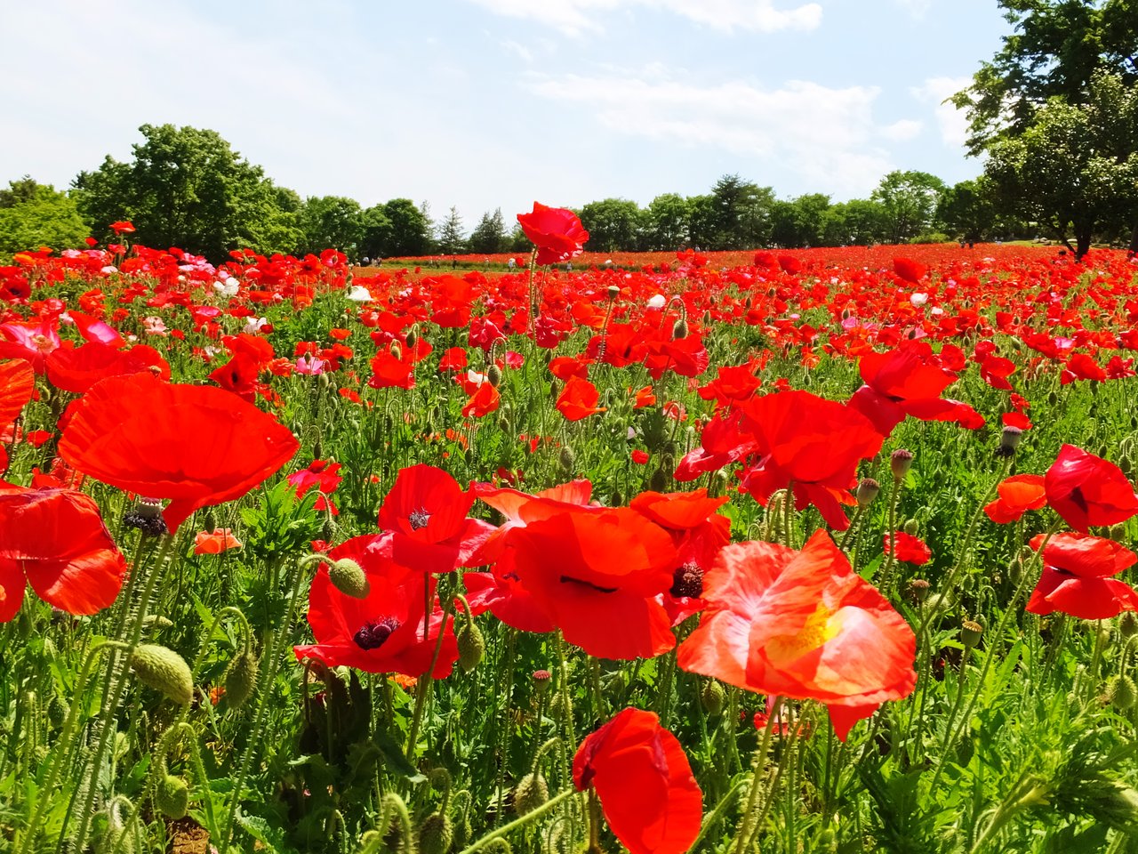 彦左の正眼 さぁ 行こう昭和記念公園 シャーレーポピーの花がいま盛り 彦左の正眼 さぁ 行こう昭和記念公園 シャーレーポピーの花がいま盛り