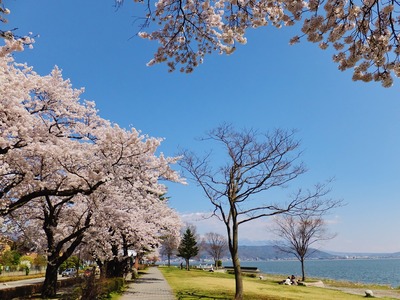 湖畔の満開の桜