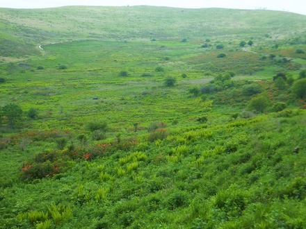 コロボックルからレンゲツツジを