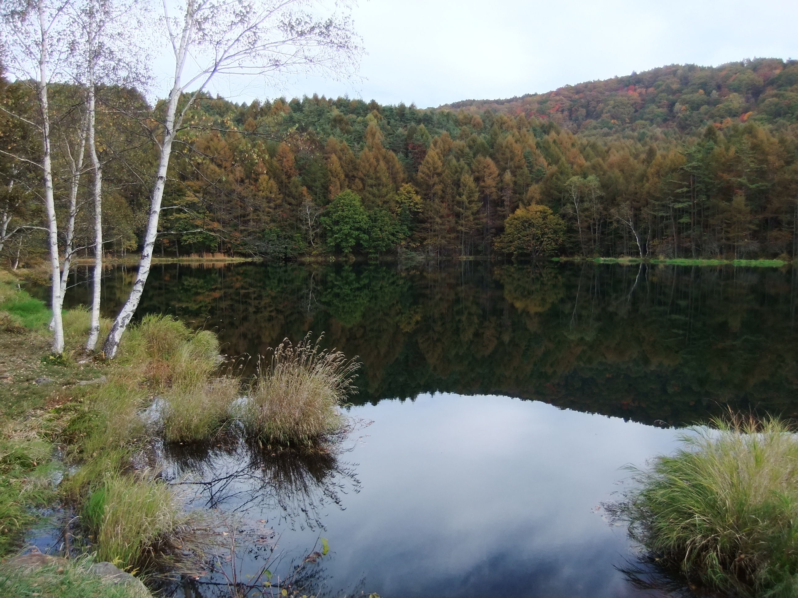 彦左の正眼 10年 御射鹿 みしゃか 池の紅葉 見頃は10月23日