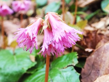 ���參����