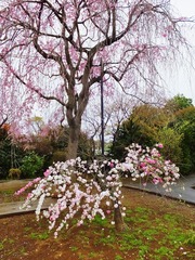 5��������λ޿���ȥϥʥ��