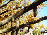 乳銀杏の枝から垂れる乳(澱粉)