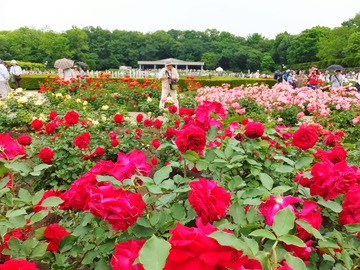 �Х�򻣤�ͤ���