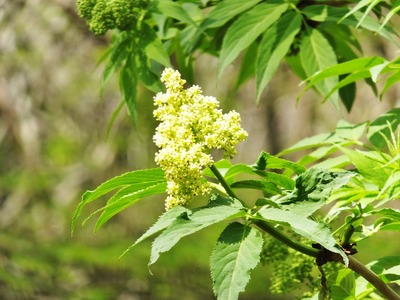 6������������ʡ��˥�ȥ��β֤��餤�Ƥ���