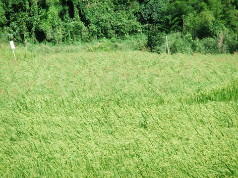 ����Ʀ�ơ����ƿ���