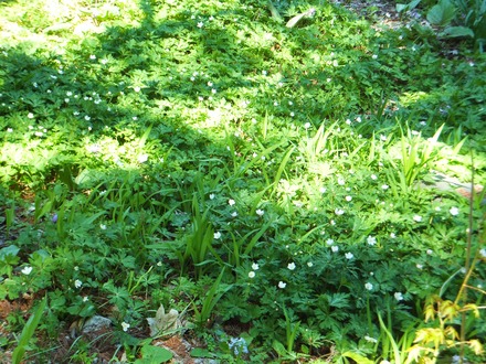 ÆóÎØÁð¤Î·²À¸