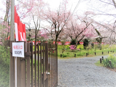 ������ͭ��500��