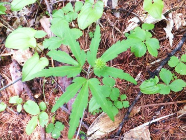 �ҥᥤ����