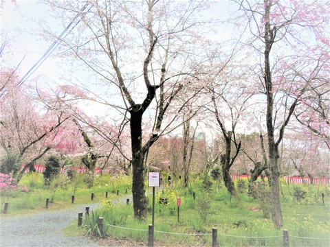 ��ʿ����ҡ�ͭ������