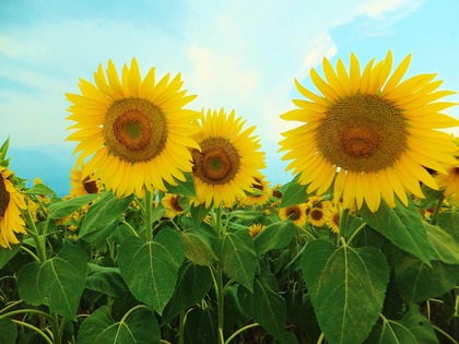 ��ä��Ķ����ä��顦����