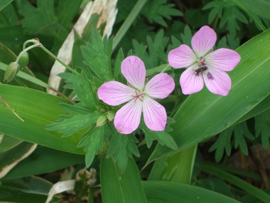 ¥Ï¥¯¥µ¥ó¥Õ¥¦¥í¥¦