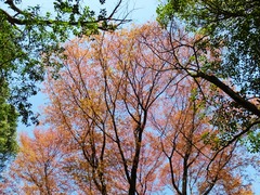 満開は過ぎていました