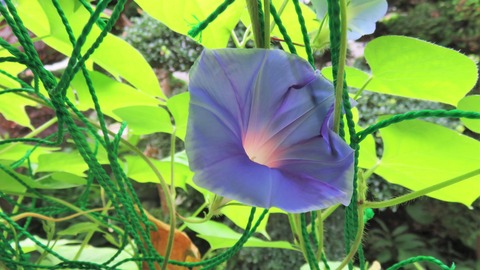 1・太陽が差し込まぬ間のひと時