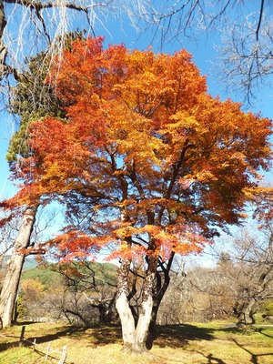 ����Ԯ�����դε���