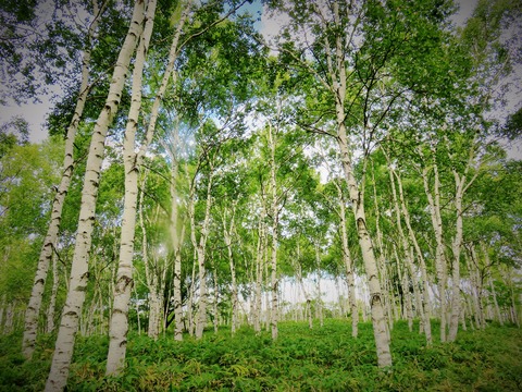 22・白樺群生地