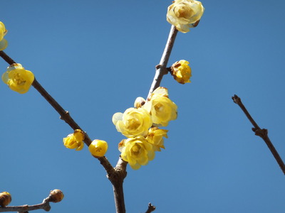 �ޥ󥲥ġ������Х�