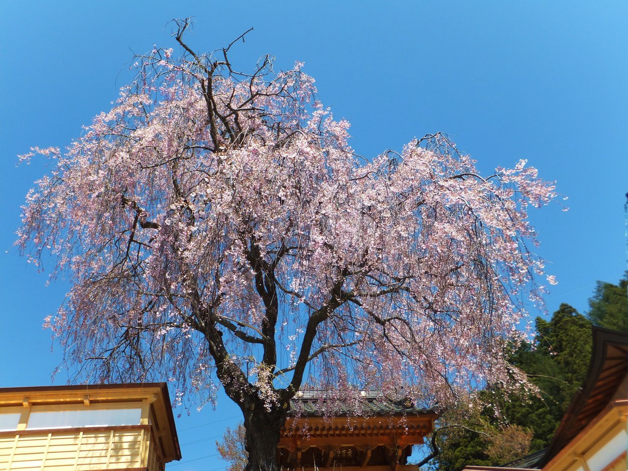 彦左の正眼 蓼科 聖光寺の桜 13年ｇｗ 5月5日前後が見頃