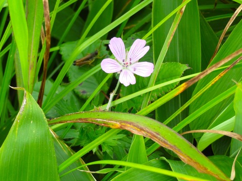 9 ¥Ï¥¯¥µ¥ó¥Õ¥¦¥í