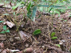 ���ķ��β�����