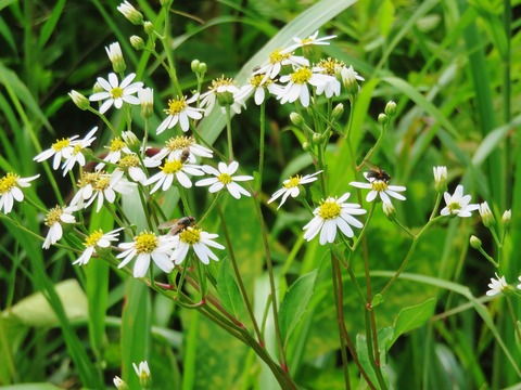 11�������ʥ����ޥ���