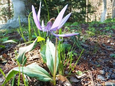 ¥«¥¿¥¯¥ê¡¢À¶Á¿¤Ç¤¹