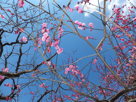 弥生の空と紅梅