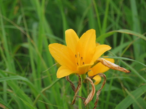 ¥Ë¥Ã¥³¥¦¥¥¹¥²¡¦¼Ö»³¸ª