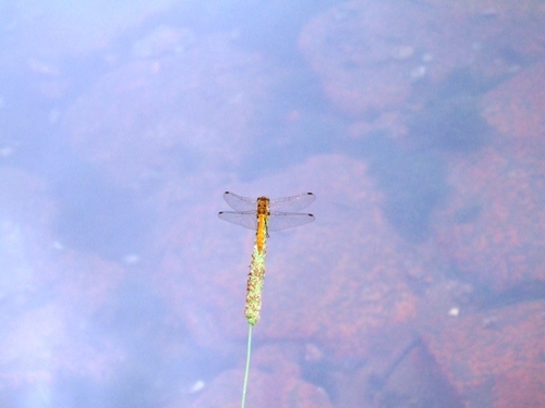蜻蛉と湖面の空?
