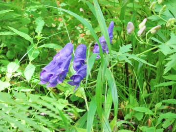 17・トリカブト