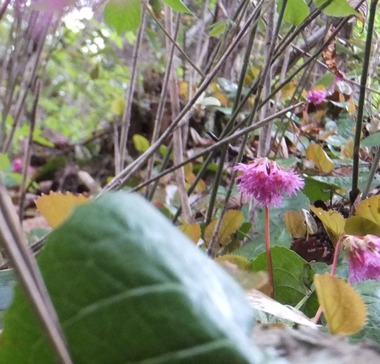 ���參����