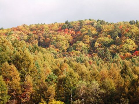 ���դ��뻳ȩ