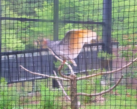 �������鷺���˼����