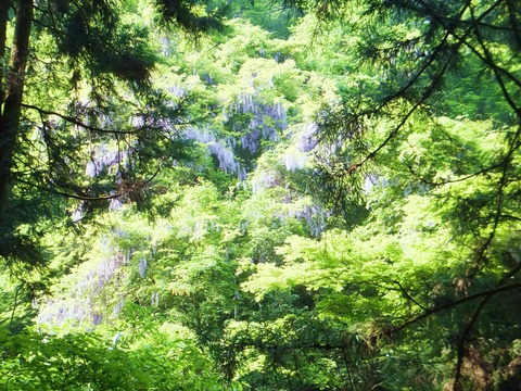 ¿·ÎФΤʤ«¡¢¥Õ¥¸¤Î²Ö¤¬¤½¤³¤³¤³¤Ë´é¤ò½Ð¤¹