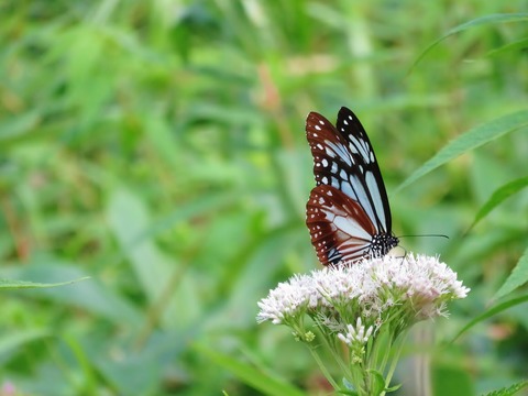 4���쿴����Υ������ޥ���