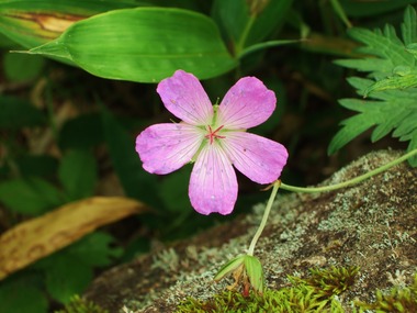 �ϥ�����ե���