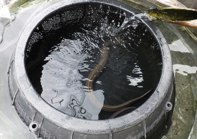 £±£³¡¦³è±·¡Ê¤«¤Ä¤Þ¤ó¡Ë