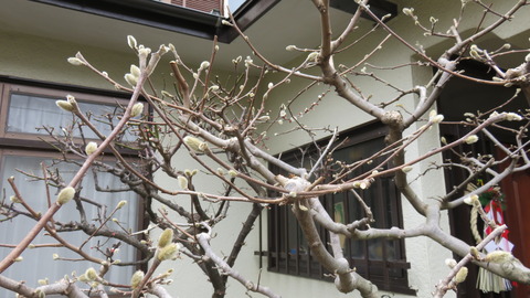 ���֤���鲤��礭���Ĥ��Ǥ��ޤ�