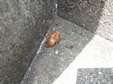 玄関に落ちた蝉の脱け殻