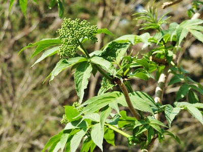 30���˥�ȥ���鲡��콵����