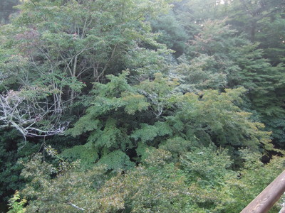 �뤫����դ�