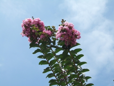 サルスベリの花