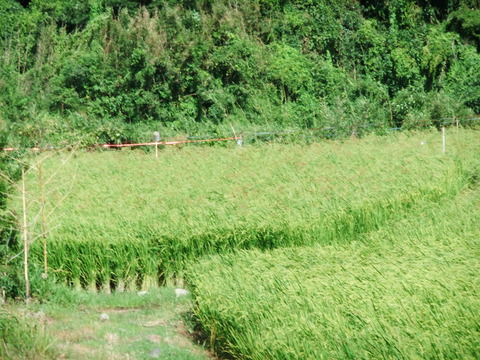 2010_��̣�����ä����ƿ���