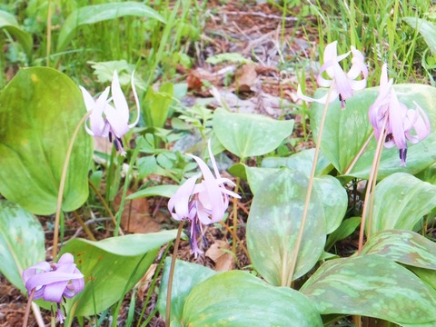 ¥«¥¿¥¯¥ê¤Î²Ö¤¬¤¿¤¯¤µ¤óºé¤¤¤Æ¤ë